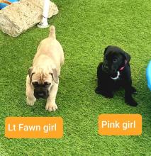 Puppies for sale , cane corso - Latvia, Limbazhi