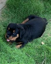 Puppies for sale rottweiler - United Kingdom, Harlow