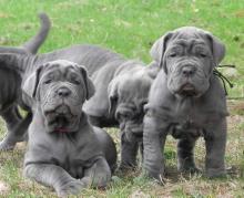 Puppies for sale , mastino - Denmark, Aalborg