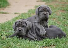 Puppies for sale , mastino - Azerbaijan, Sumgait