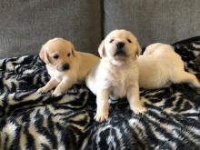 Puppies for sale golden retriever - Sweden, Goteborg. Price 500 $