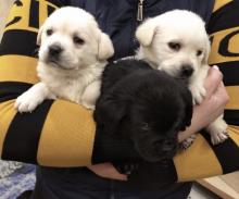 Puppies for sale labrador - Hungary, Budapest