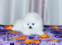 Puppies for sale pomeranian spitz - Sweden, Goteborg