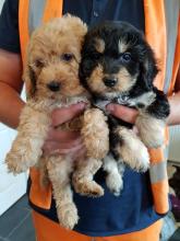 Puppies for sale cocker spaniel - Sweden, Esbjerg