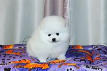 Puppies for sale pomeranian spitz - United Kingdom, Darlington