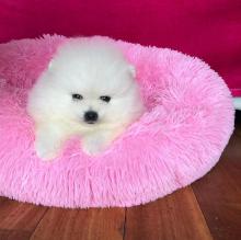 Puppies for sale pomeranian spitz - Sweden, Helsingborg