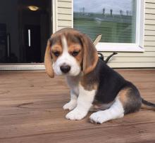 Puppies for sale beagle - Germany, Stuttgart