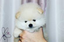 Puppies for sale pomeranian spitz - Sweden, Esbjerg