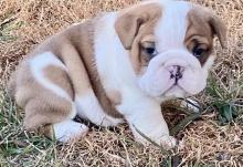 Puppies for sale english bulldog - Czech Republic, Pardubice