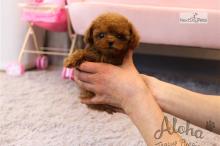 Puppies for sale poodle - Azerbaijan, Ganja