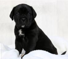 Puppies for sale other breed, cane corso - Germany, Cologne