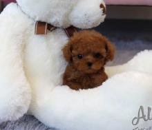 Puppies for sale poodle - Russia, Biisk