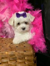 Puppies for sale maltese - Canada, Ontario, Hamilton. Price 2000 $