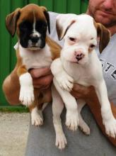 Puppies for sale boxer - Germany, Munich