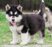 Puppies for sale other breed, alaskan malamute - Germany, Munich