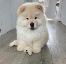 Puppies for sale chow chow - Ireland, Dublin