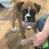 Puppies for sale boxer - United Kingdom, Coventry