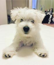 Puppies for sale west highland white terrier - Ireland, Dublin