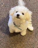 Puppies for sale bichon - United Kingdom, Coventry