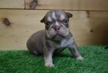 Puppies for sale english bulldog - Tajikistan, Istaravshan