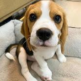 Puppies for sale beagle - Turkmenistan, Ashgabat
