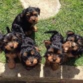 Puppies for sale yorkshire terrier - Romania, Brasov