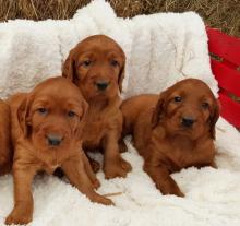 Puppies for sale irish setter - Germany, Munich