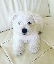 Puppies for sale west highland white terrier - Germany, Stuttgart