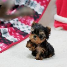 Puppies for sale yorkshire terrier - Russia, Khabarovsk