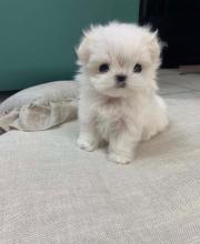 Puppies for sale maltese - Belgium, Charleroi