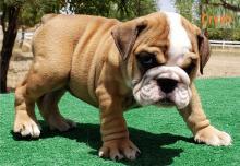 Puppies for sale english bulldog - United Kingdom, Darlington