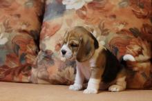 Puppies for sale beagle - Kyrgyzstan, Bishkek