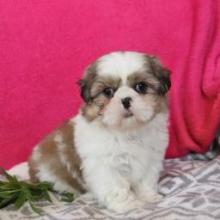 Puppies for sale shih tzu - Sweden, Leksand