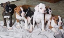 Puppies for sale boxer - Sweden, Helsingborg