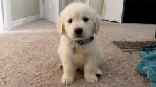 Puppies for sale golden retriever - Cyprus, Limassol