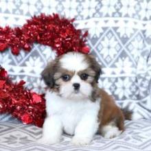 Puppies for sale shih tzu - Greece, Larissa