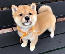 Puppies for sale other breed, shiba inu - Sweden, Lidkoping. Price 500 $