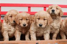 Puppies for sale golden retriever - Portugal, Almada