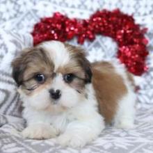 Puppies for sale shih tzu - United Kingdom, Norfolk Island