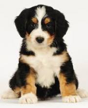 Puppies for sale berne hound - Cyprus, Larnaca