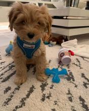 Puppies for sale , cavapoo - France, Paris