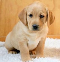 Puppies for sale labrador retriever - Tajikistan, Kulyab