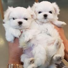 Puppies for sale maltese - Portugal, Almada