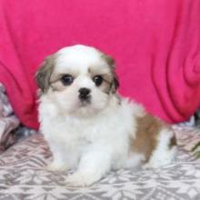 Puppies for sale shih tzu - United Kingdom, Oxford