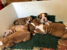 Puppies for sale english bulldog - Poland, Pyzheus