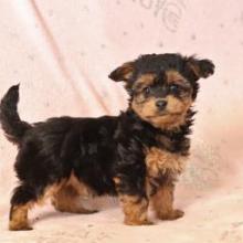 Puppies for sale yorkshire terrier - United Kingdom, Bristol