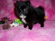 Puppies for sale pomeranian spitz - Poland, 