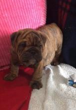 Puppies for sale english bulldog - Poland, Torun