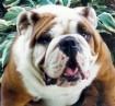 Puppies for sale english bulldog - Greece, Athens