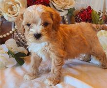 Puppies for sale , cavapoo - Poland, Chorzow